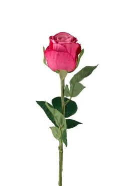 Rose H50 Cerise