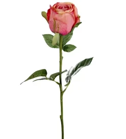 Rose H50 Fersken