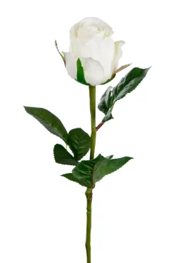 Rose H50 Hvit