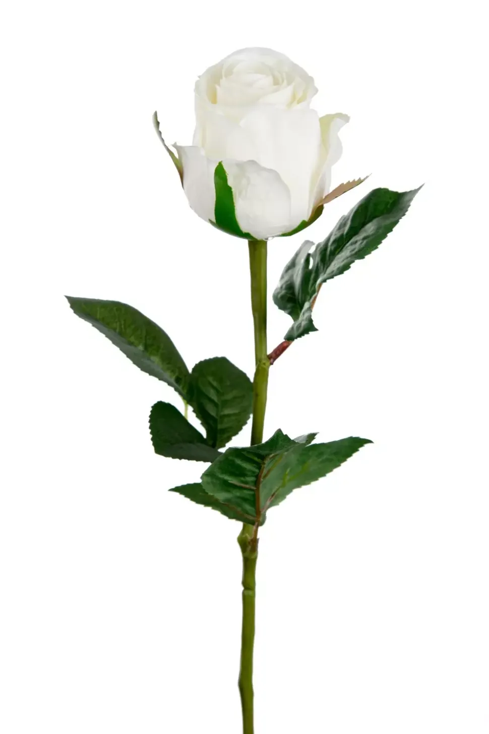 Rose H50 Hvit