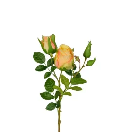 Rose H40 Oransje