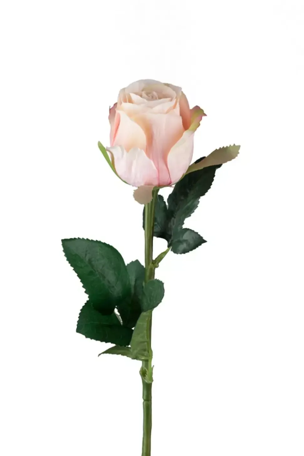 Rose H50 Rosa
