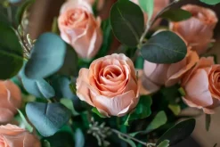 Rose H50 Rosa