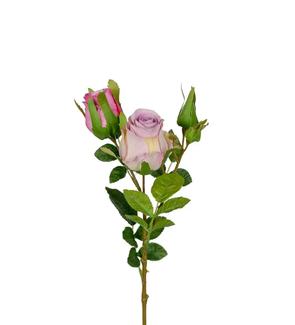 Rose Lilla H40