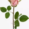 Rose Lys Rosa H50