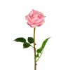 Rose Rosa H65