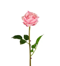 Rose Rosa H65