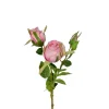Rose Rosa H40
