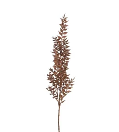 Ruscus H95