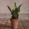 Sansevieria I Potte H35