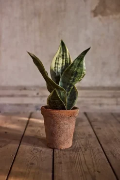 Sansevieria I Potte H35