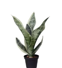 Sansevieria I Potte H35