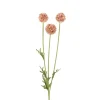 Scabiosa Brun H60