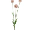 Scabiosa Rosa H60