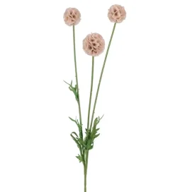 Scabiosa Rosa H60