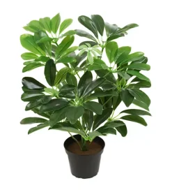 Schefflera Grønn