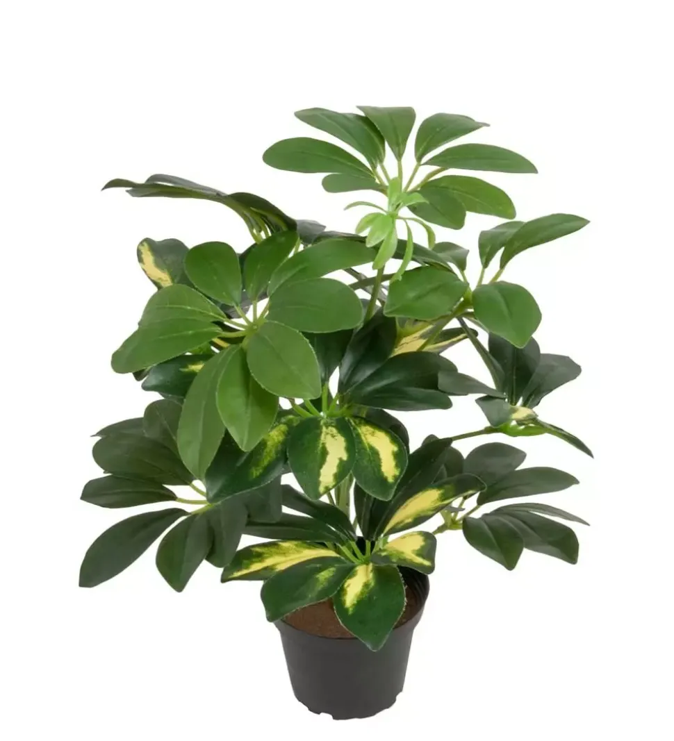 Schefflera Grønn/Hvit