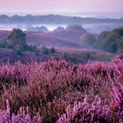 Serviett Heather Moorlands