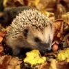 Serviett Hedgehog