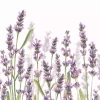 Serviett Lavender Shades