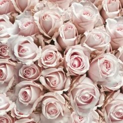 Serviett Lunsj Pastel Roses