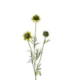 Skabiosa Grønn H64