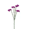 Statice Lilla H60