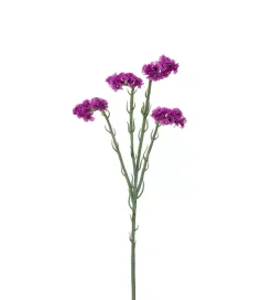 Statice Lilla H60