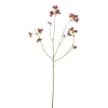Stemorsblomst Flerfarget H63