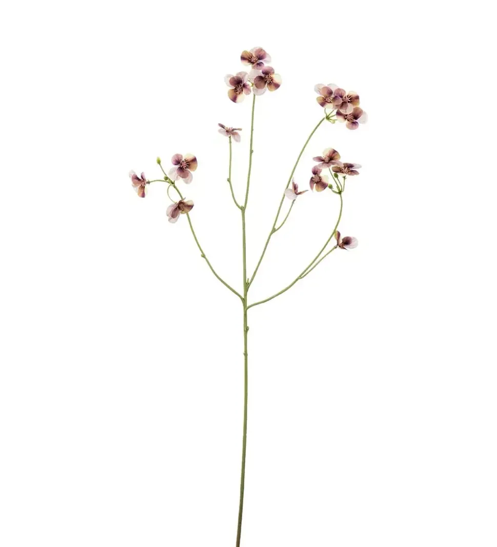 Stemorsblomst Flerfarget H63
