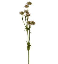 Stjerneskjerm Rosa H55