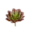 Succulent Grønn