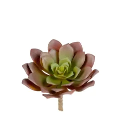 Succulent Grønn