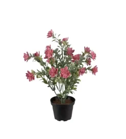 Succulent Rosa H30