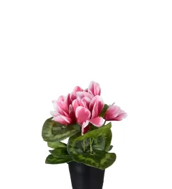 Syclamen Mørk Rosa I Potte H22