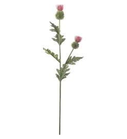 Tistel Rosa H92