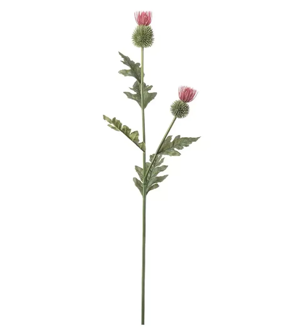 Tistel Rosa H92