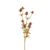 Tistel Rosa H50