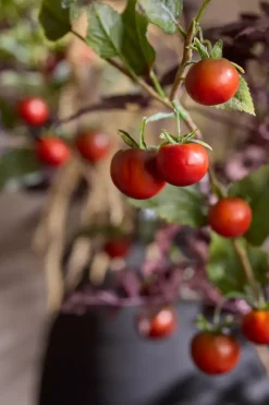 Tomatkvist H75