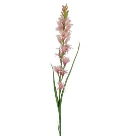 Tuberose H90
