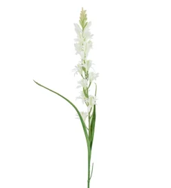 Tuberose Hvit H90