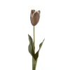 Tulipan Brun