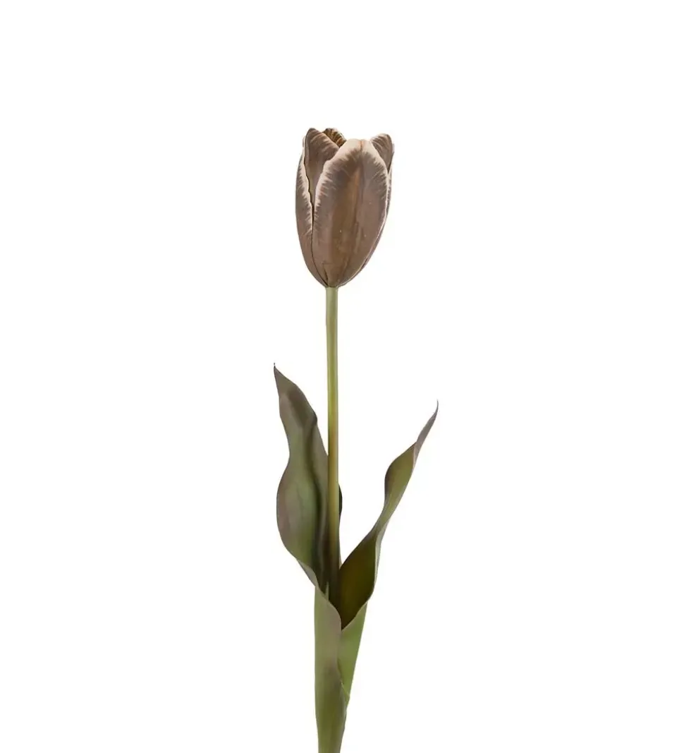 Tulipan Brun