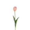 Tulipan Fersken H45