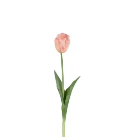 Tulipan Fersken H45