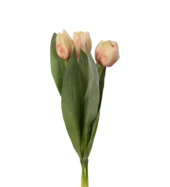 Tulipan Fersken H36 (1 stk Ass)