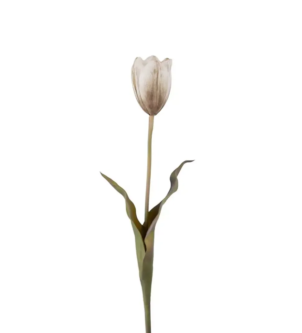 Tulipan Flerfarget H58