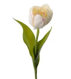 Tulipan Hvit H36