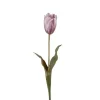 Tulipan Lilla