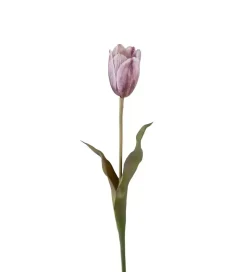 Tulipan Lilla